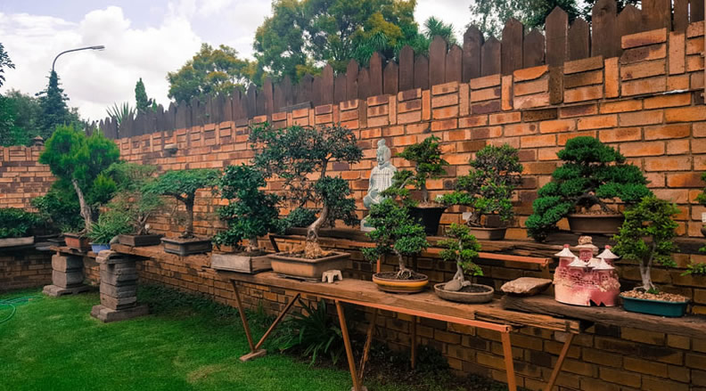 Bonsai collection